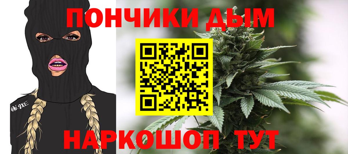 Конопля сатива Владимир